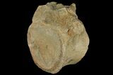 Sauropod Dinosaur (Cetiosaur) Vertebra - England #131939-1